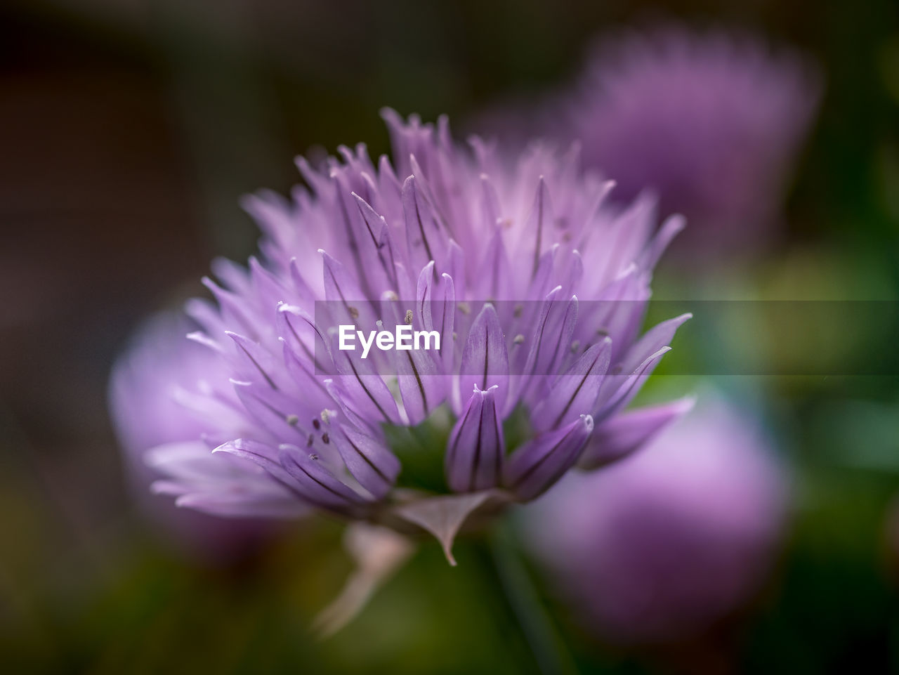 Close-up of purple flowering plant, snittling 