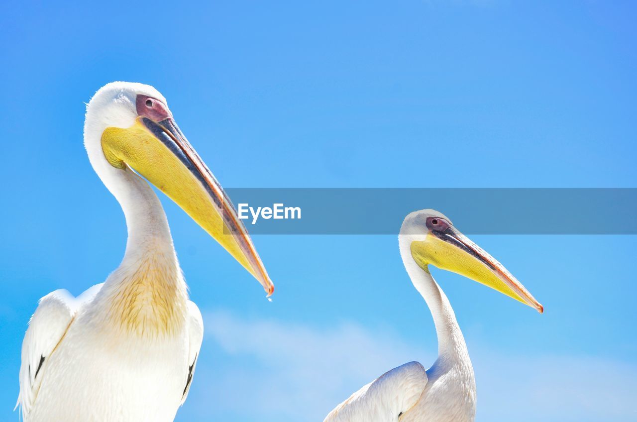 Low angle view of pelicans against blue sky