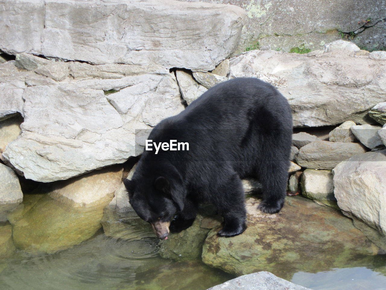 BLACK DOG ON ROCKS