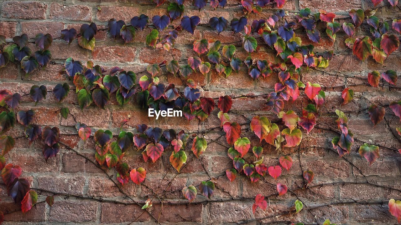 HIGH ANGLE VIEW OF IVY ON WALL