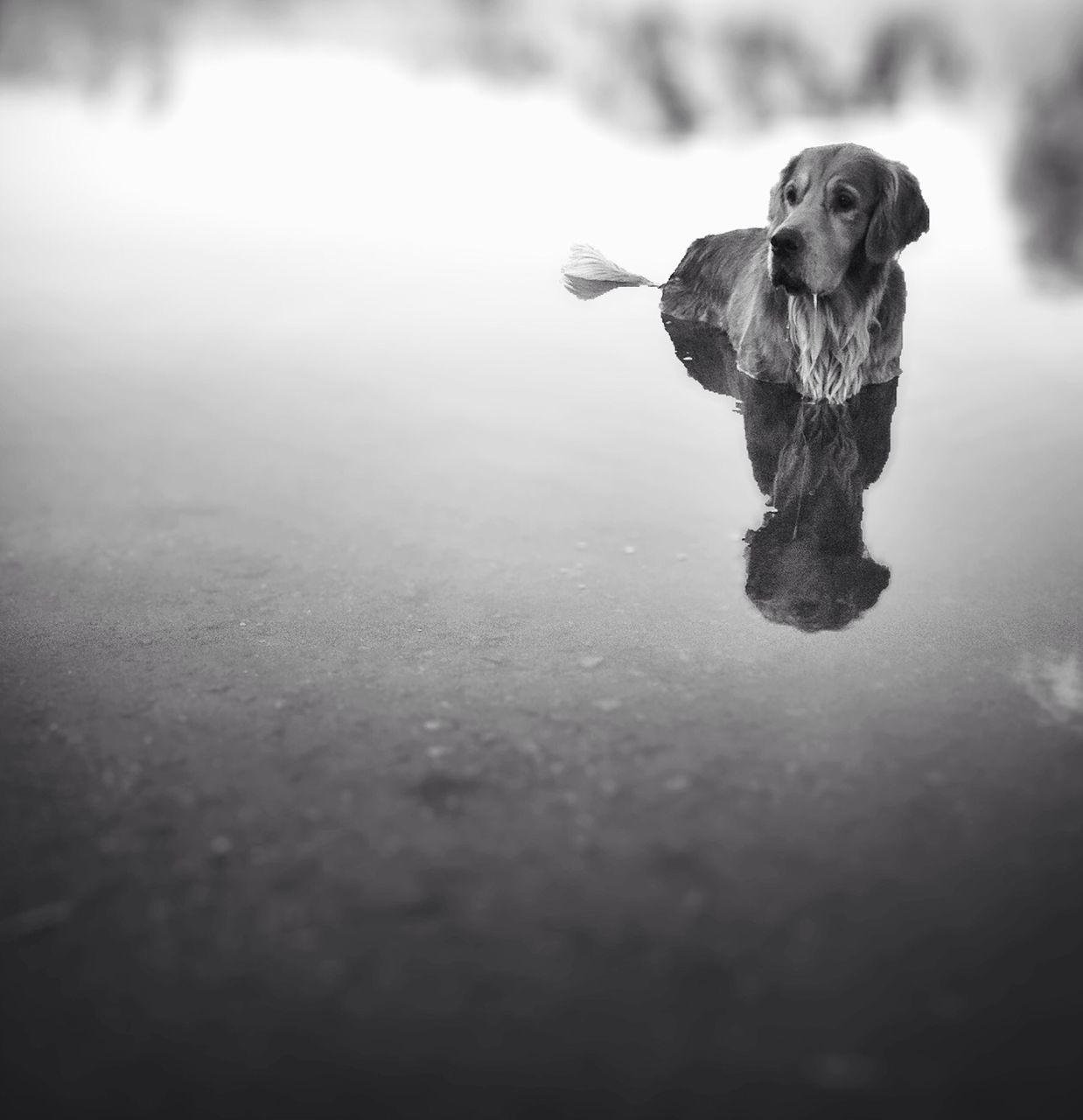 Dog in lake looking away