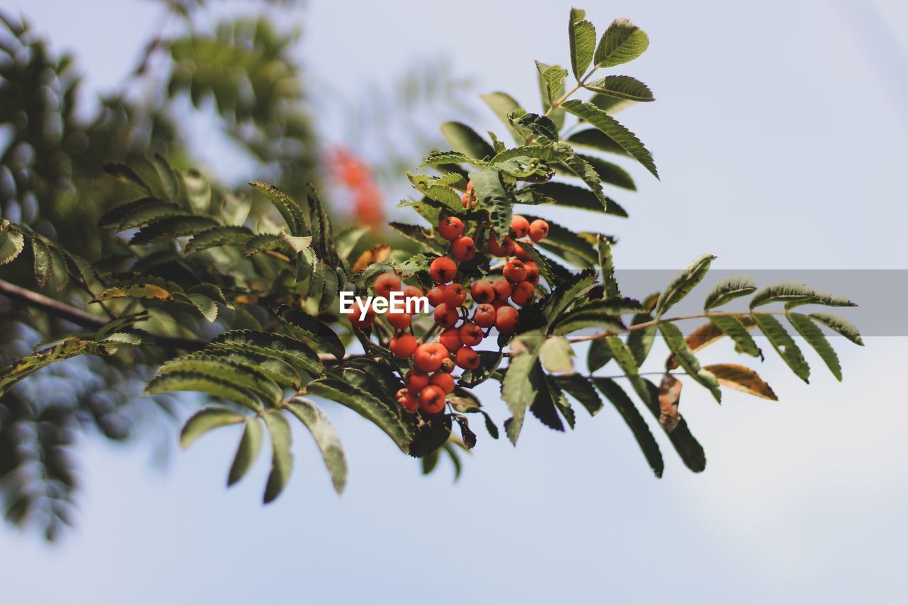 CLOSE-UP OF BERRIES GROWING ON TREE