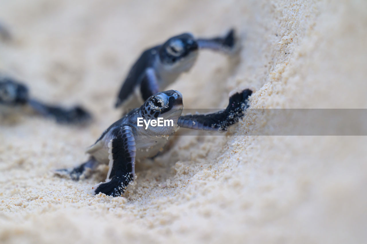 close-up, animal themes, animal, animal wildlife, sand, macro photography, wildlife, land, one animal, selective focus, nature, blue, beach, no people, outdoors, day, reptile