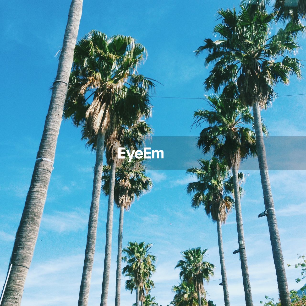 LOW ANGLE VIEW OF COCONUT PALM TREES AGAINST SKY