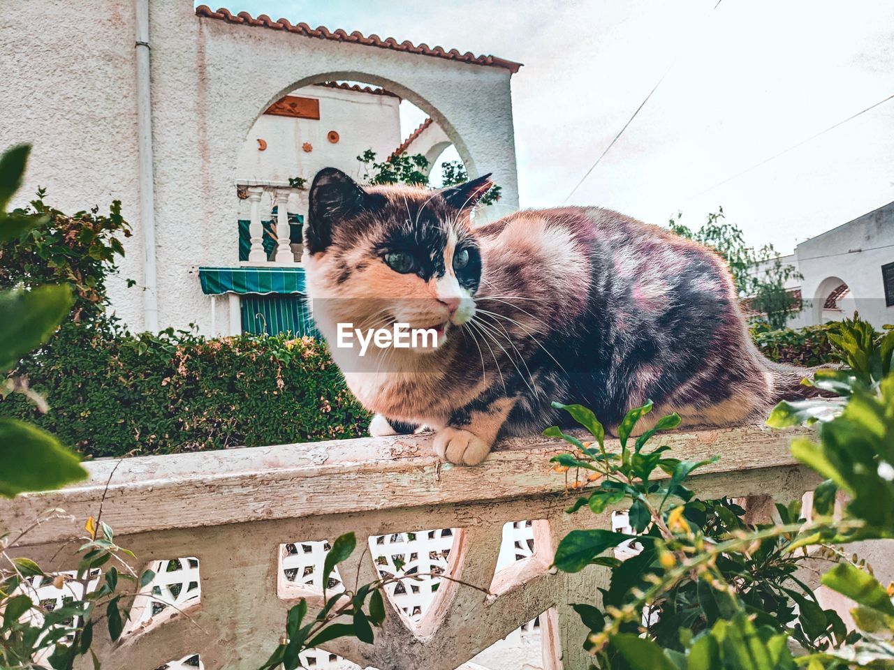 PORTRAIT OF A CAT ON WALL