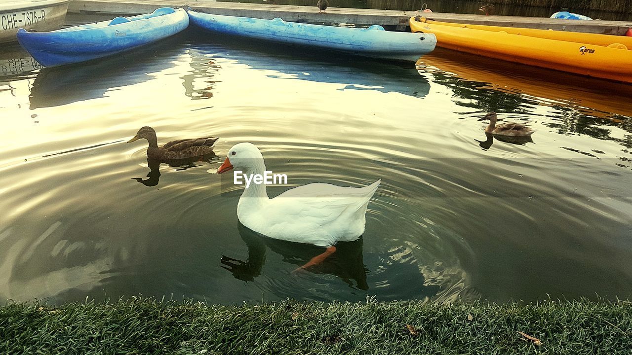 HIGH ANGLE VIEW OF SWANS FLOATING IN LAKE