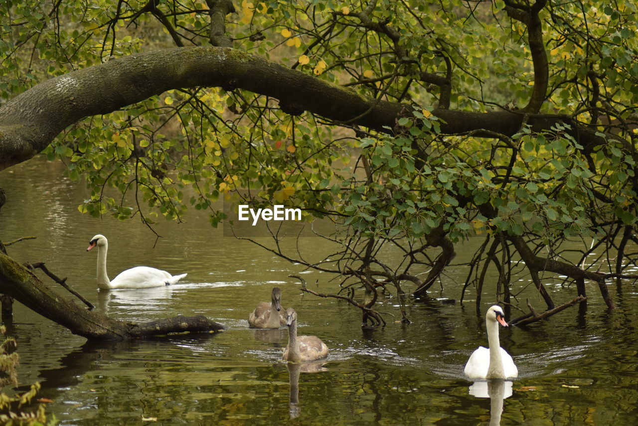 SWANS SWIMMING IN A LAKE