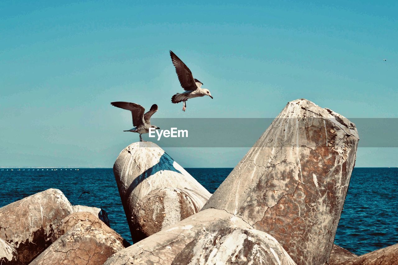 LOW ANGLE VIEW OF SEAGULL ON ROCK AGAINST SEA