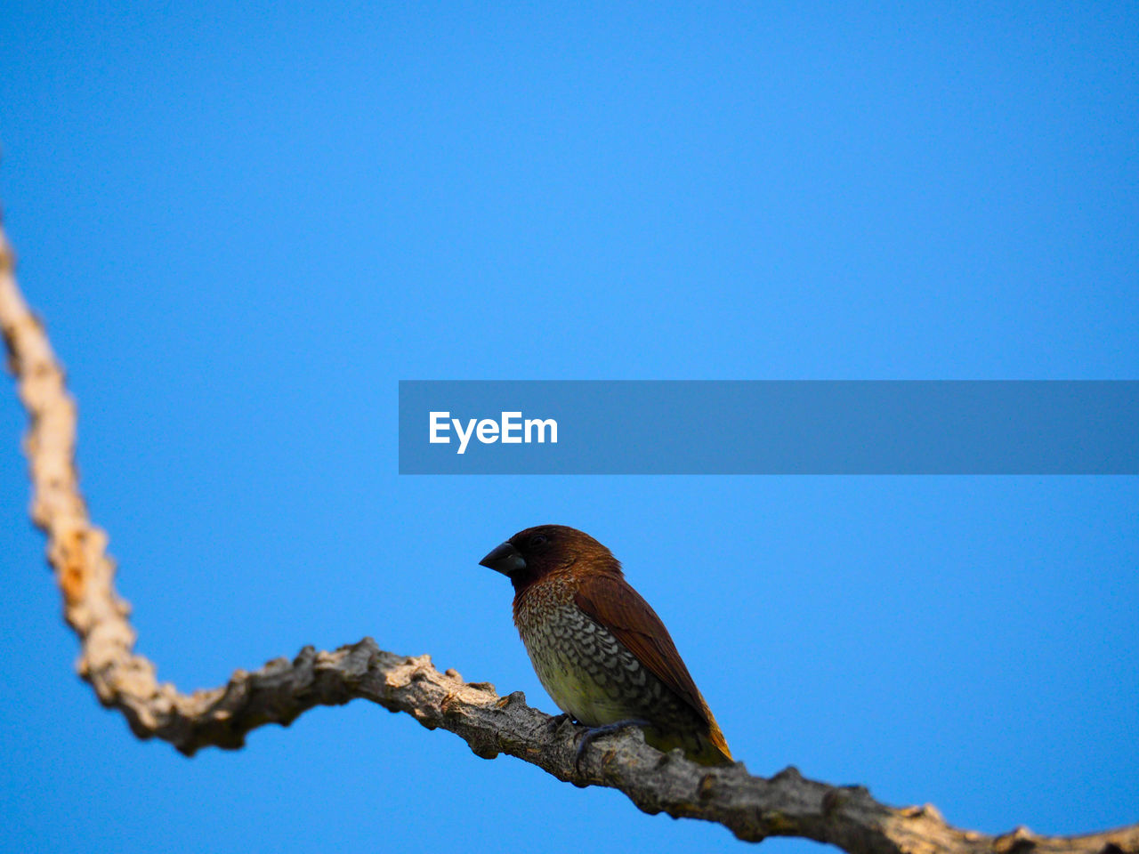 LOW ANGLE VIEW OF BIRD PERCHING ON TREE AGAINST SKY