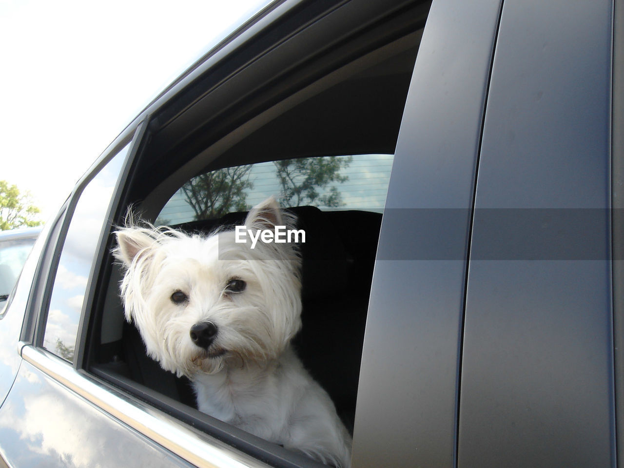 CLOSE-UP OF DOG BY CAR