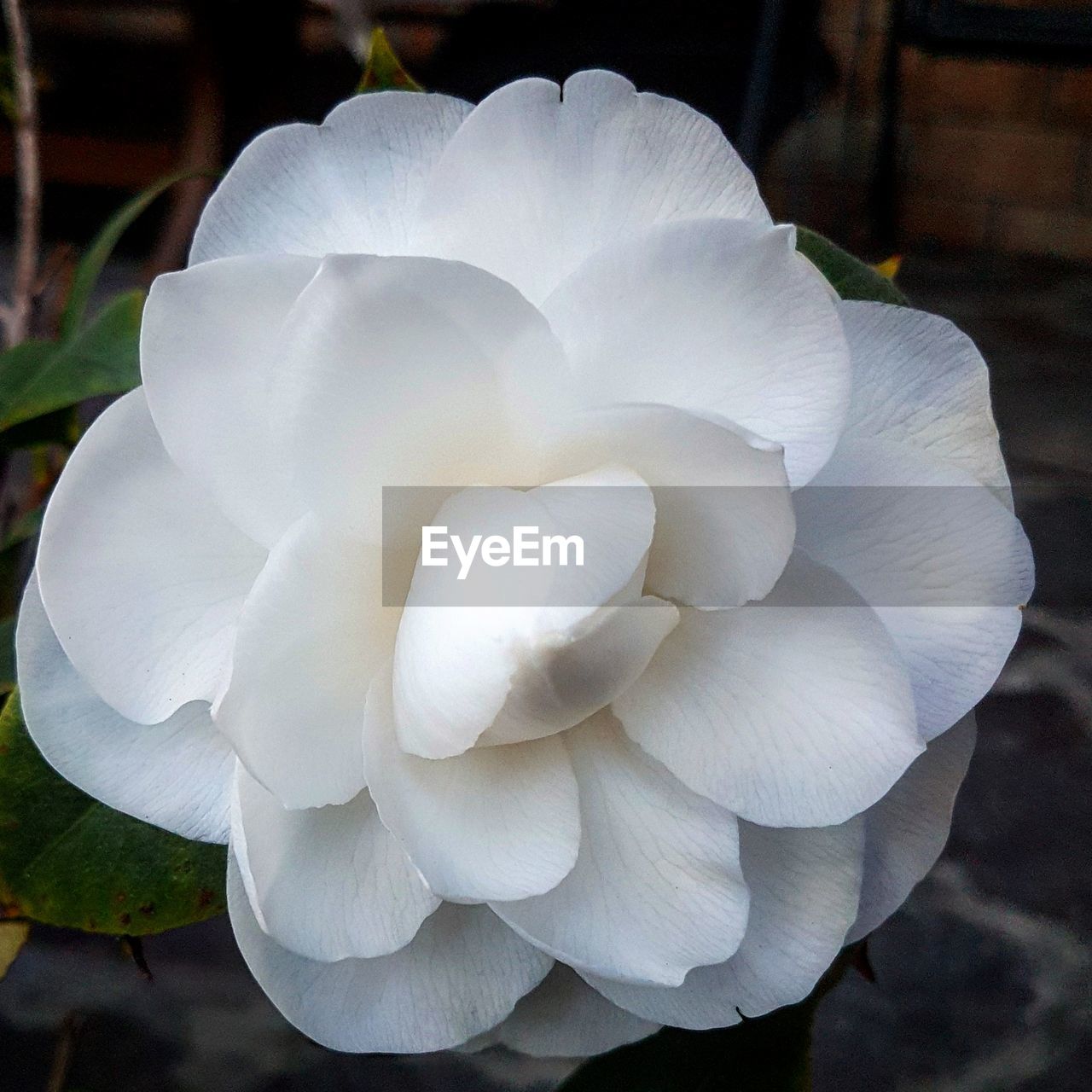 CLOSE-UP OF FLOWER