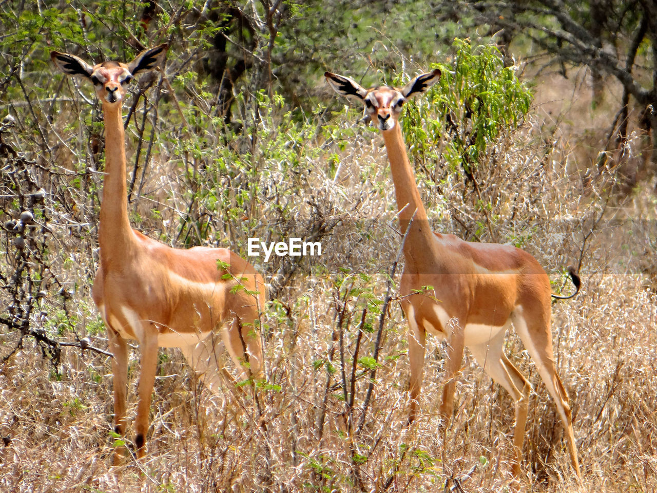 Portrait of gerenuks standing on field in forest