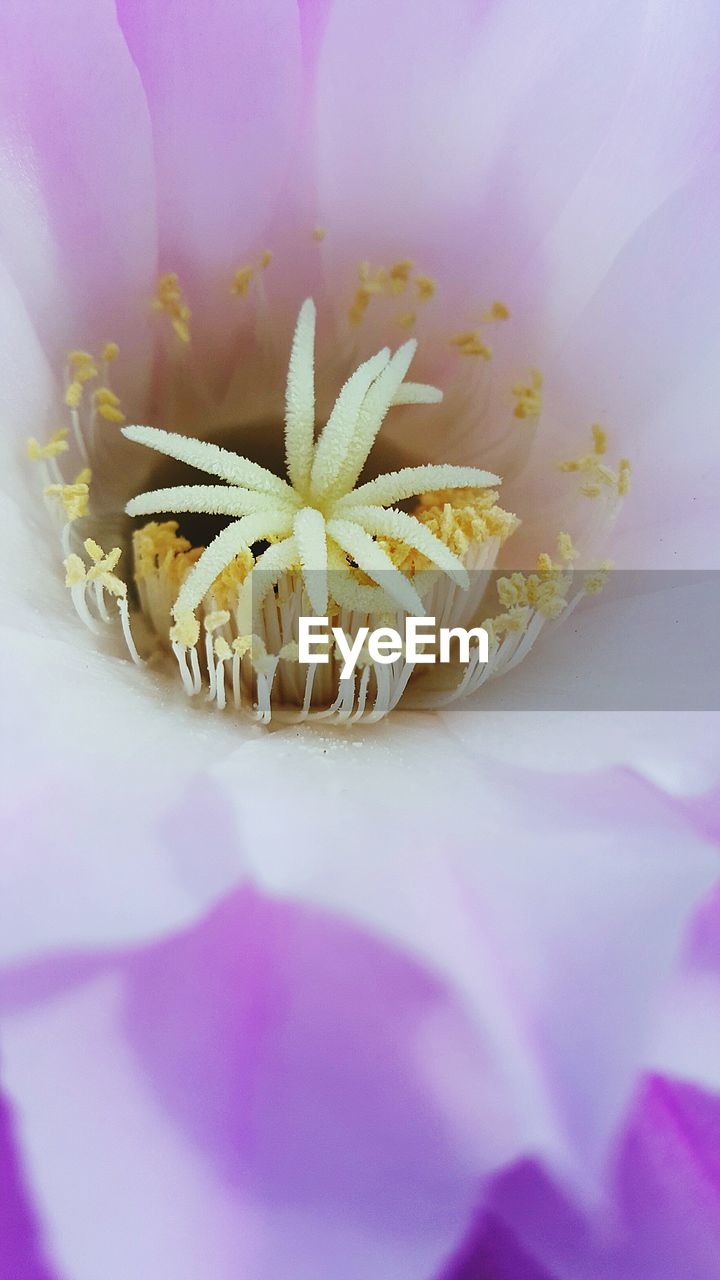 CLOSE-UP OF FLOWERS