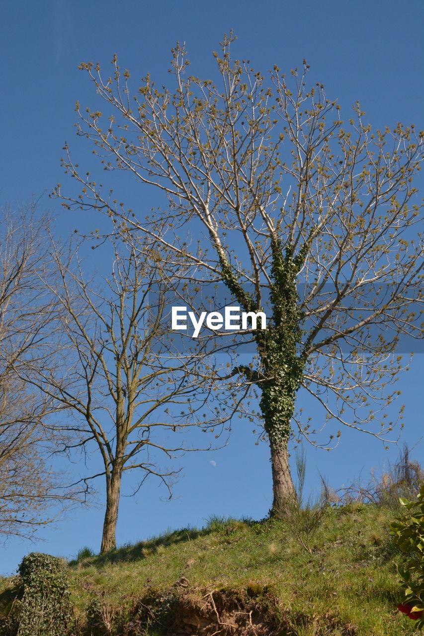 LOW ANGLE VIEW OF TREES AGAINST SKY