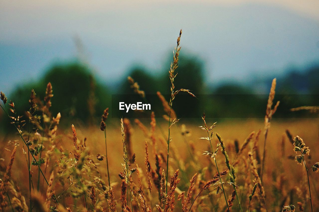 Close-up of plants on field against sky