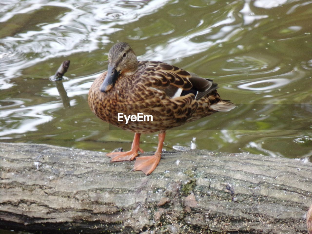 HIGH ANGLE VIEW OF MALLARD DUCK