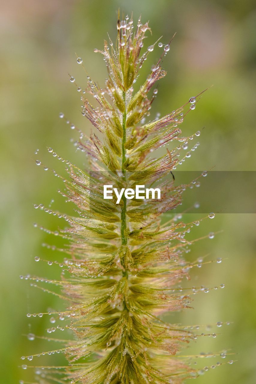 Close-up of water drops on plant