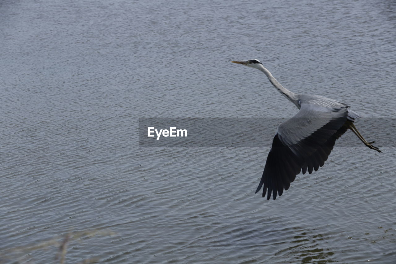 BIRD FLYING OVER THE LAKE