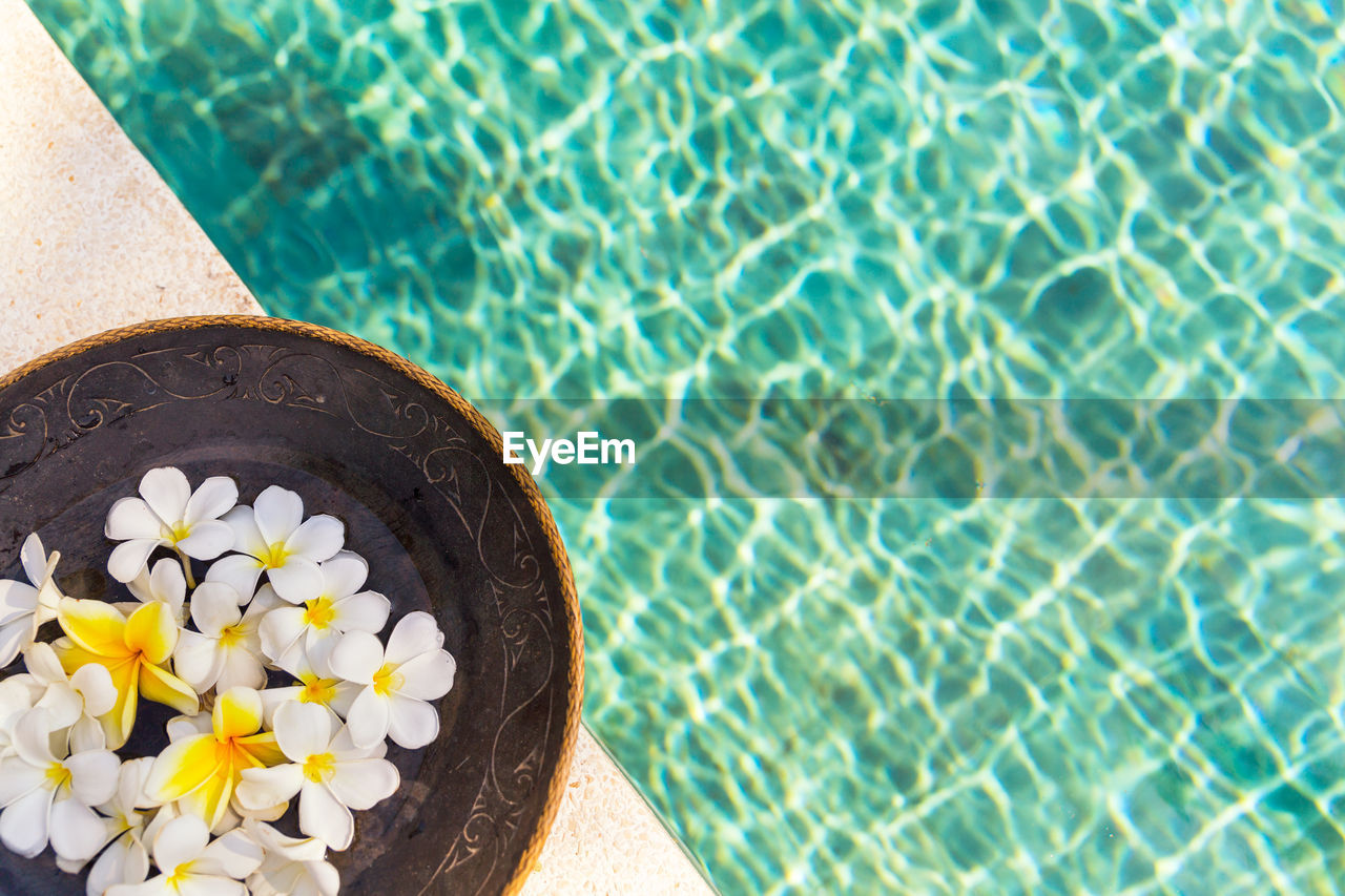 High angle view of frangipanis in bowl at poolside