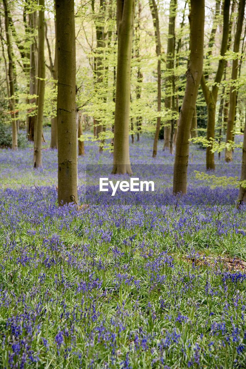 Purple flowers growing in forest