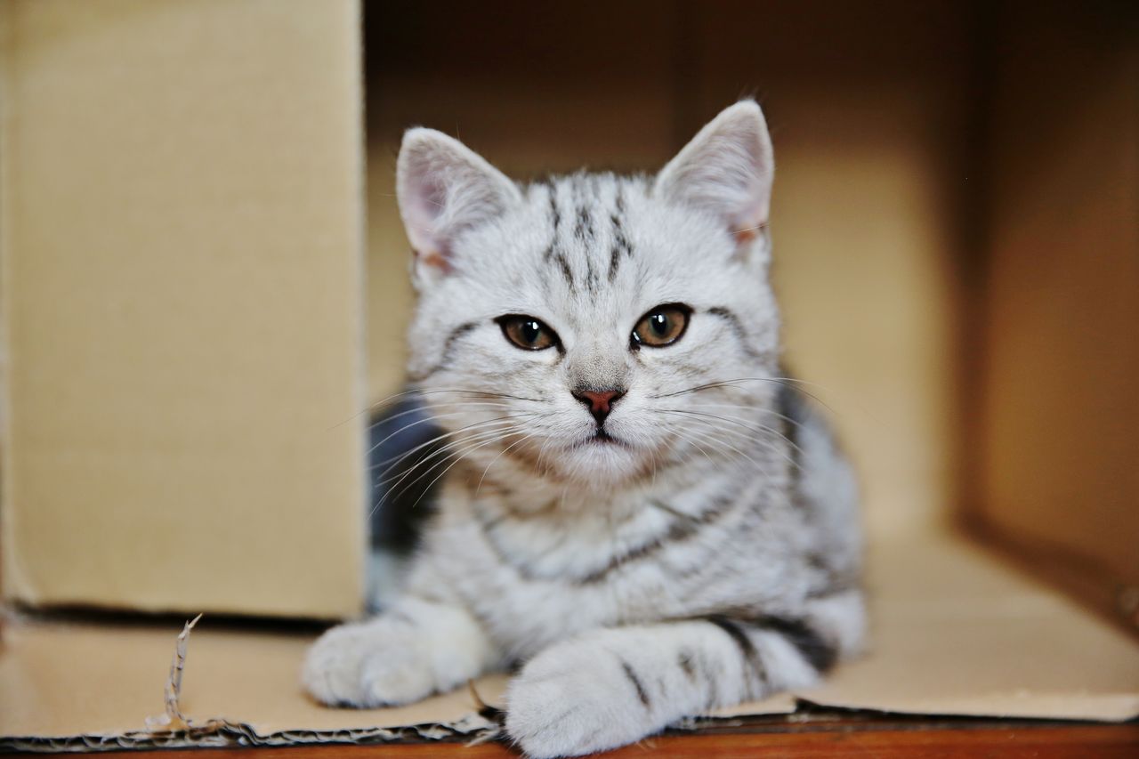 Portrait of kitten sitting on floor