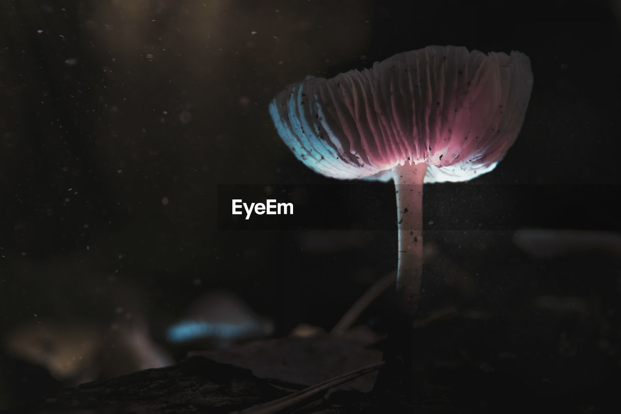 Close-up of mushroom at night