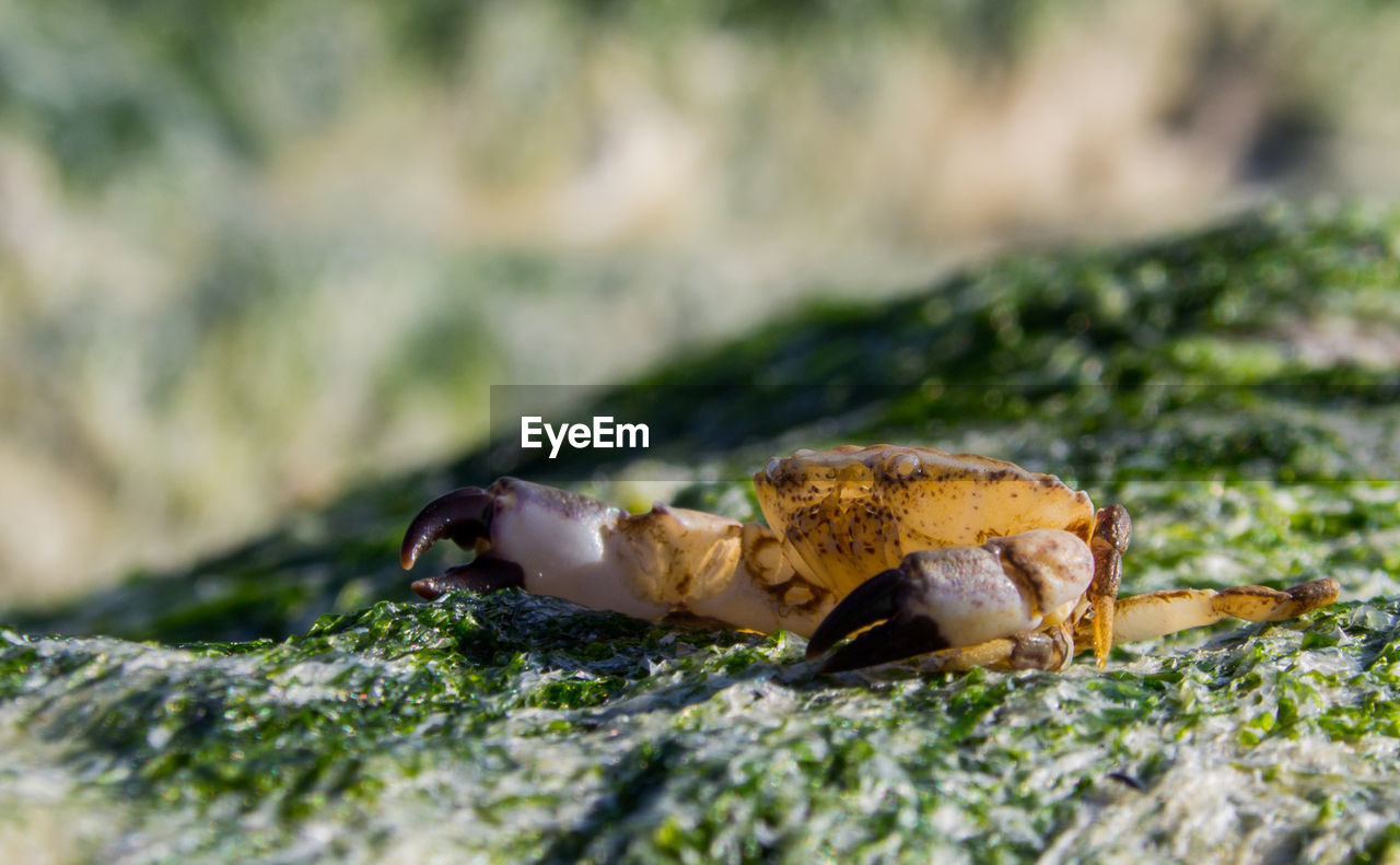 Close-up of crab on rock