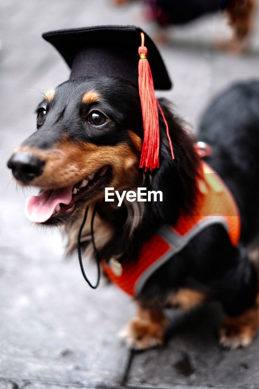 Close-up of dachshund dog wearing graduation hat