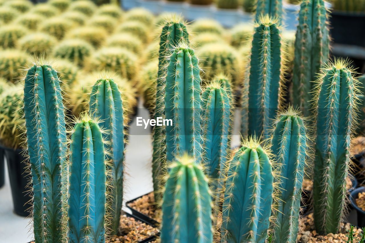 succulent plant, cactus, plant, growth, nature, green, beauty in nature, no people, thorn, land, day, san pedro cactus, flower, field, focus on foreground, outdoors, close-up, spiked, tranquility, sharp, scenics - nature