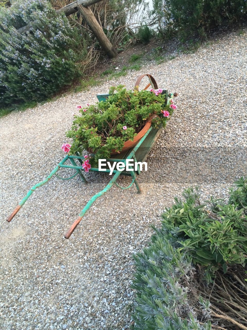PLANTS GROWING ON A TREE