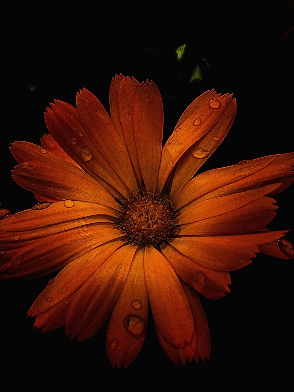 CLOSE-UP OF FLOWERS OVER BLACK BACKGROUND