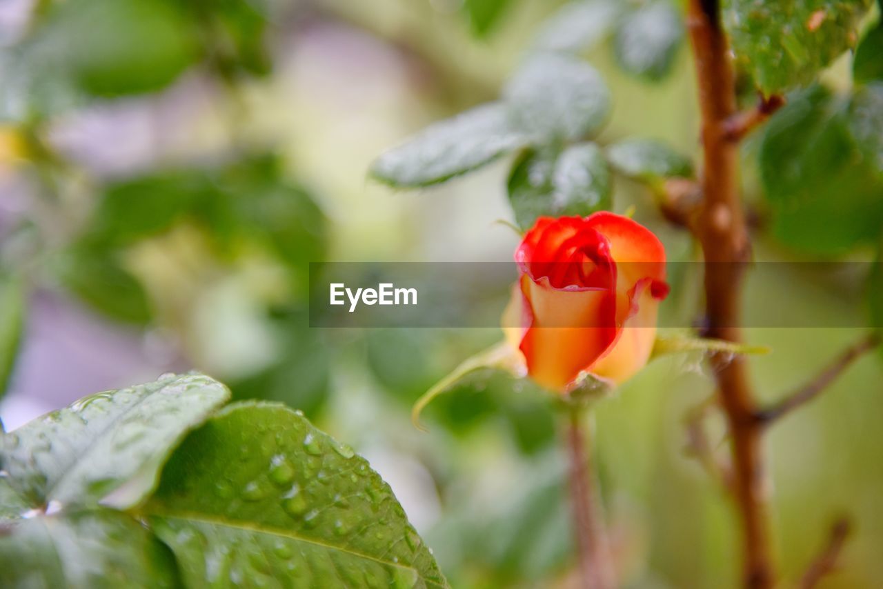 Close-up of red rose