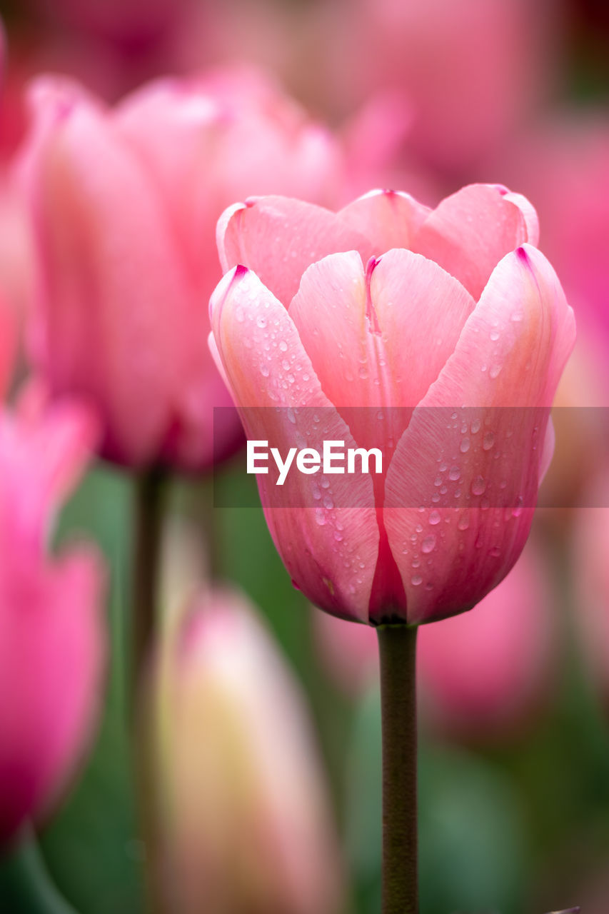 Close-up of pink tulip