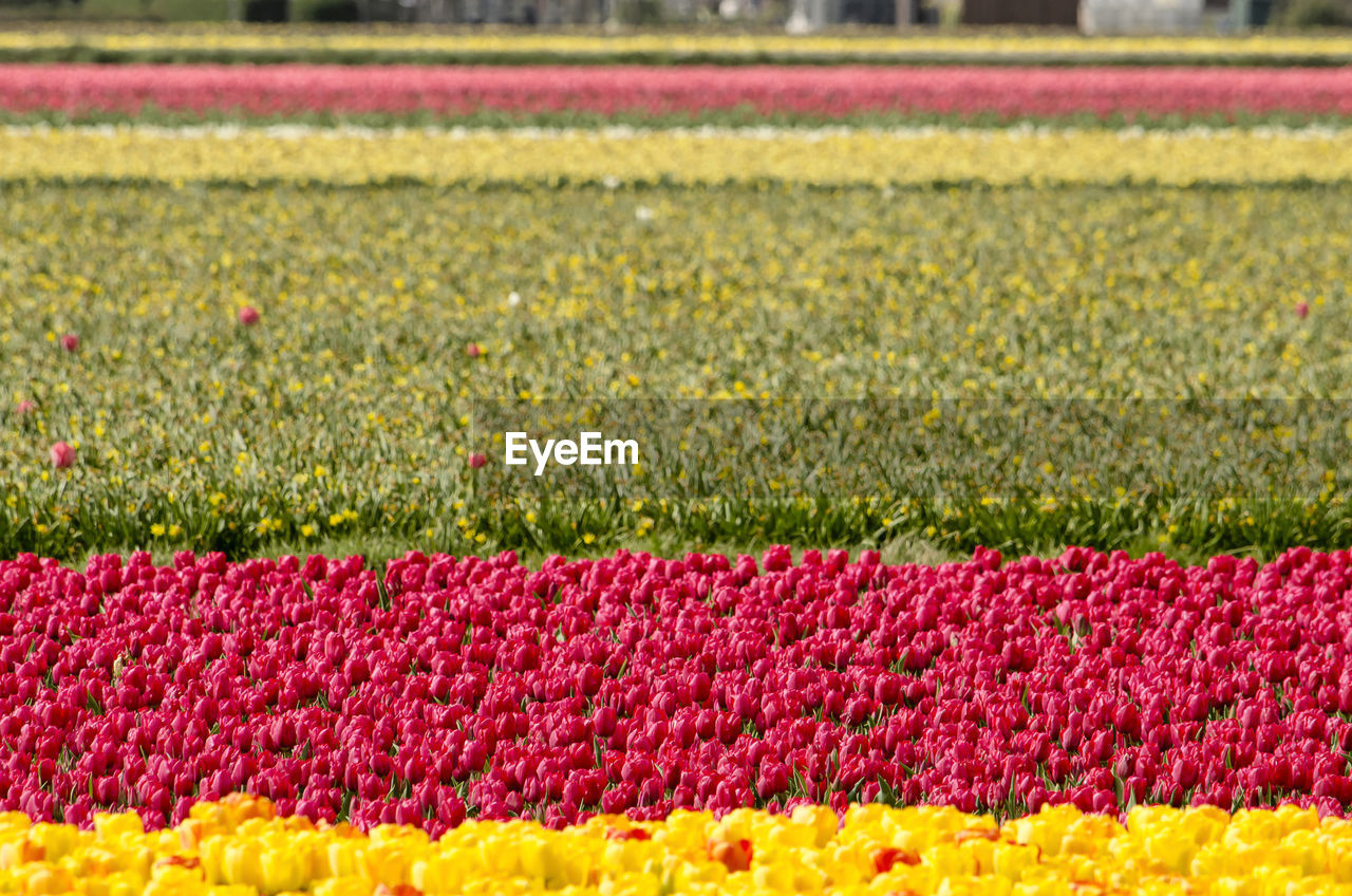 Field of tulips in the netherlands