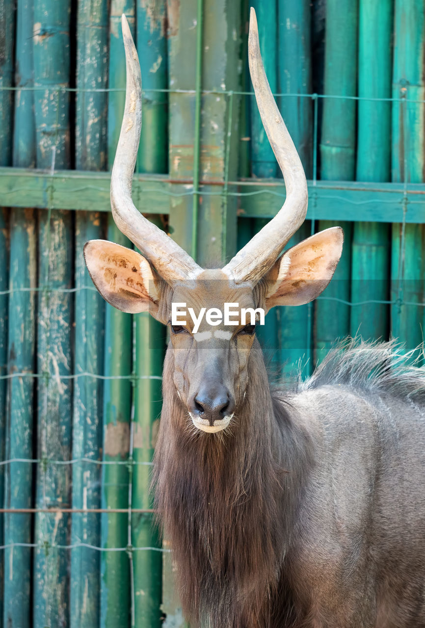 CLOSE-UP PORTRAIT OF DEER