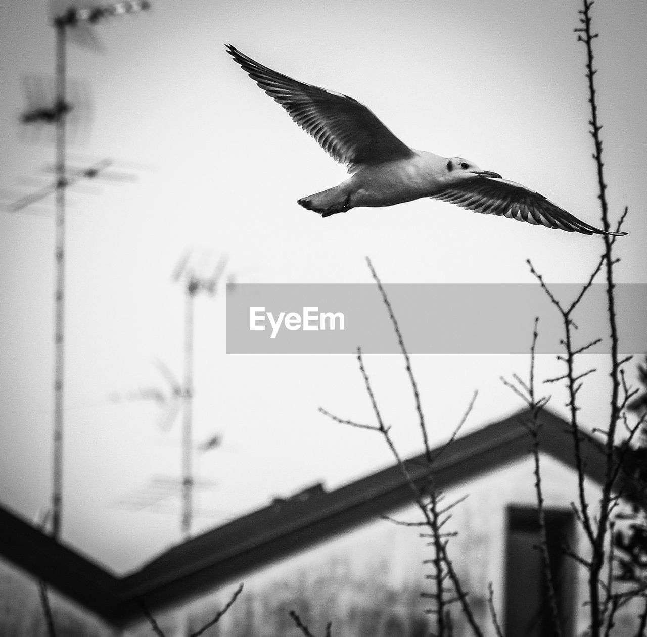 LOW ANGLE VIEW OF BIRD FLYING AGAINST THE SKY