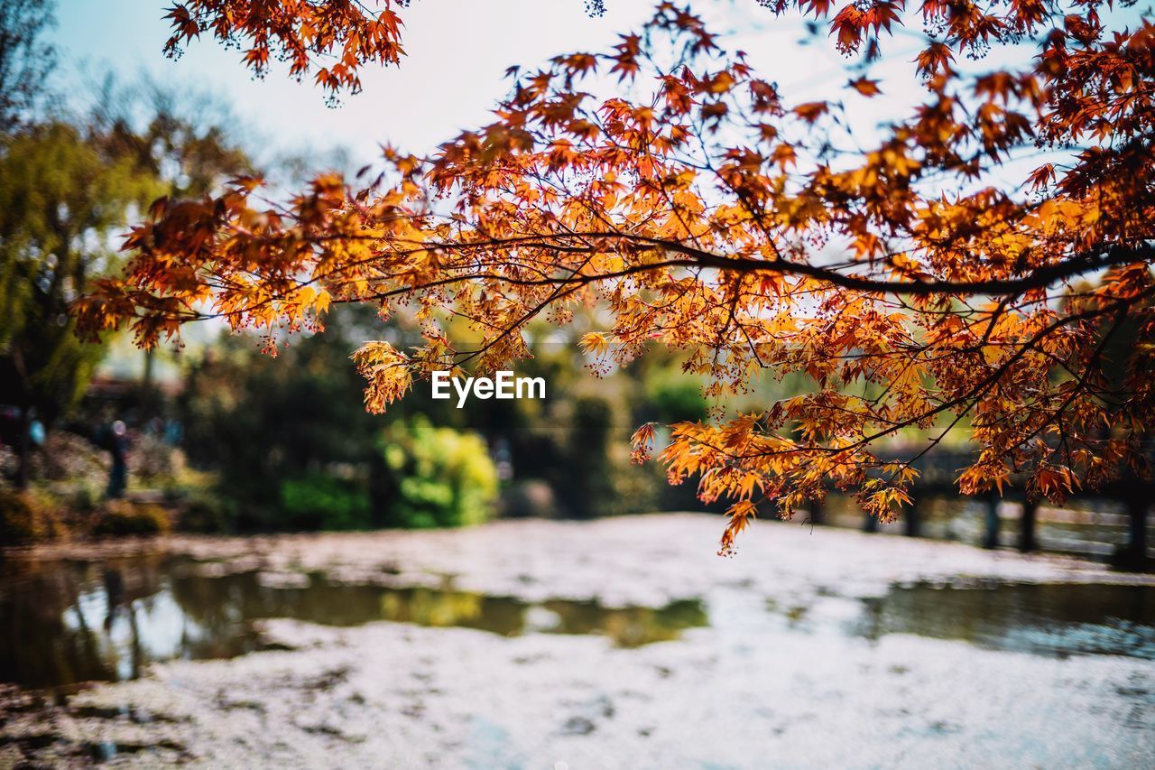 Autumn leaves on tree by lake against orange sky