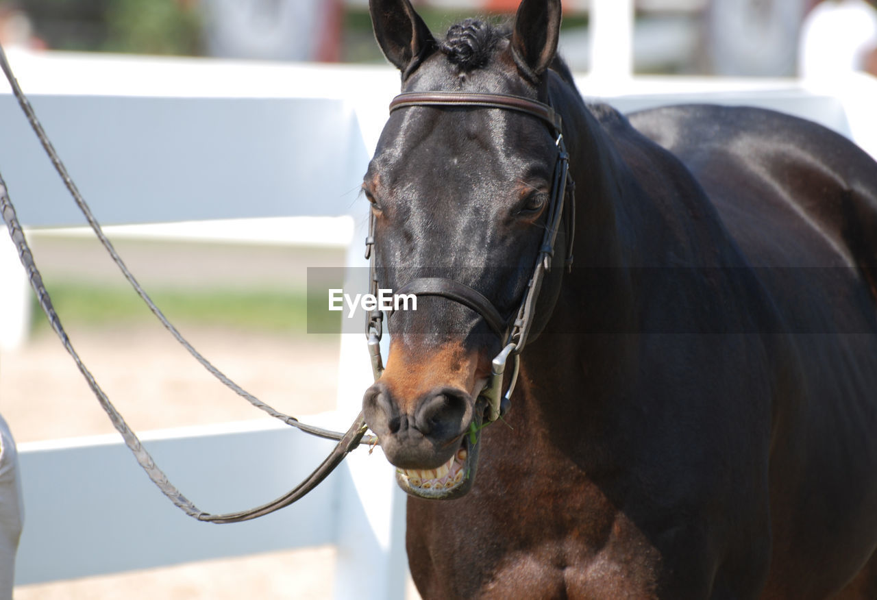 Funny dark bay horse grinning at a horse show in the summer time.