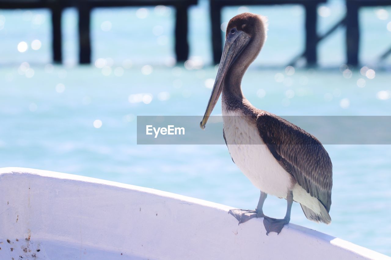 Close-up of pelican perching on sea