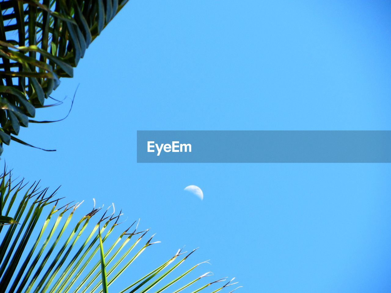 LOW ANGLE VIEW OF TREES AGAINST BLUE SKY