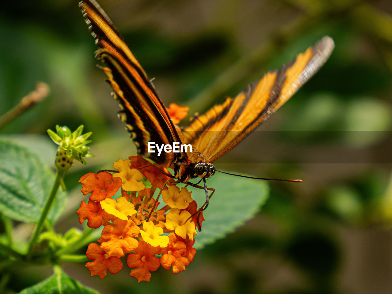 animal wildlife, animal themes, insect, animal, beauty in nature, butterfly, flower, animal wing, flowering plant, plant, nature, one animal, moths and butterflies, wildlife, macro photography, close-up, animal body part, yellow, fragility, freshness, no people, focus on foreground, monarch butterfly, outdoors, petal, plant part, summer, leaf, feeding, eating, flower head, full length, multi colored, day, macro, perching, environment, lantana camara, side view, food