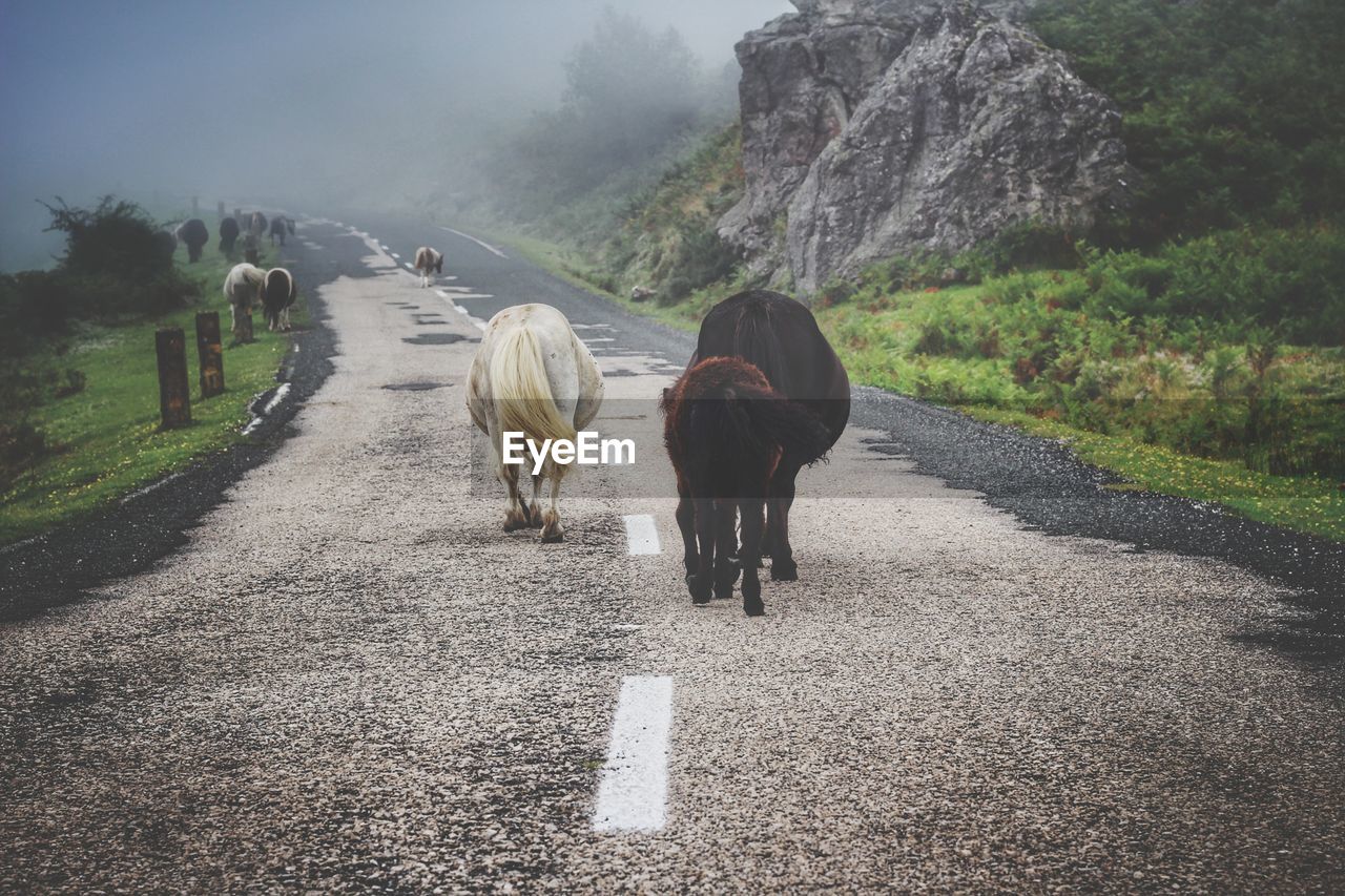 Animals walking on road by mountain