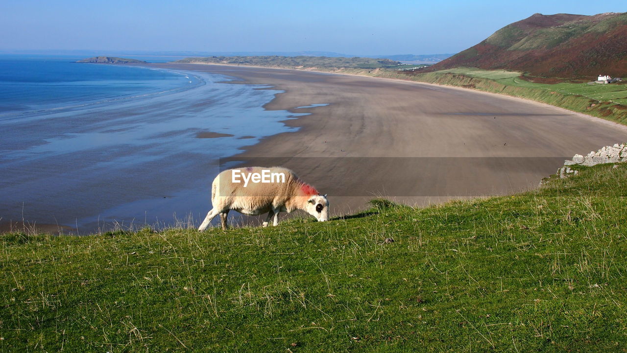 Sheep grazing on sea shore