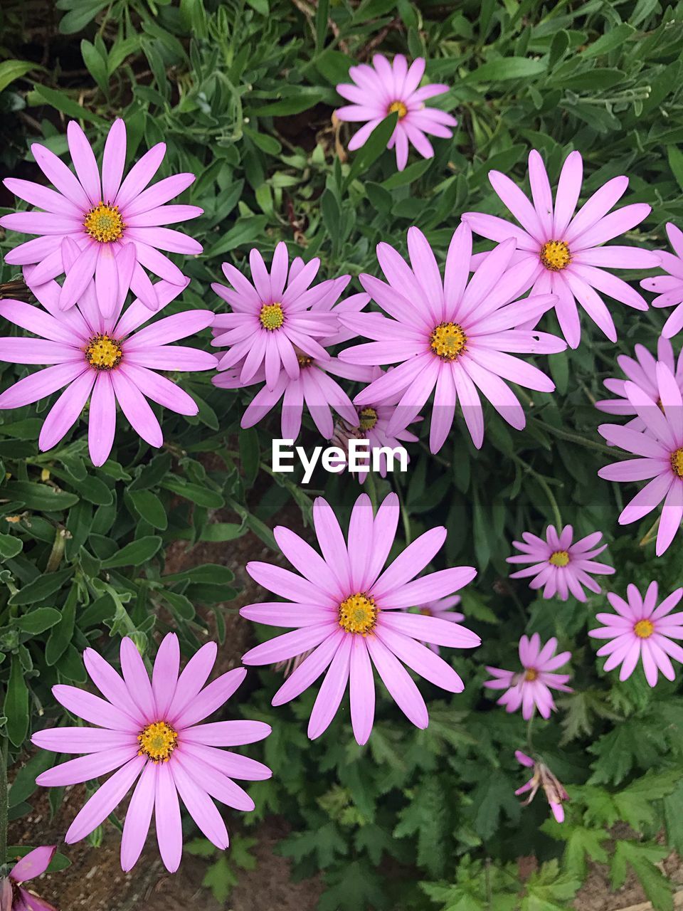 HIGH ANGLE VIEW OF PURPLE FLOWERING PLANTS