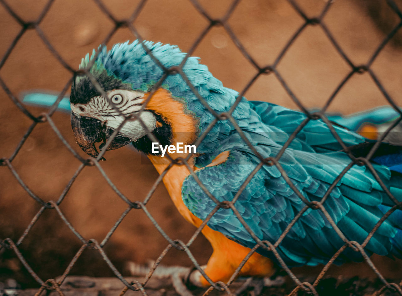 Close-up of chainlink fence in cage at zoo