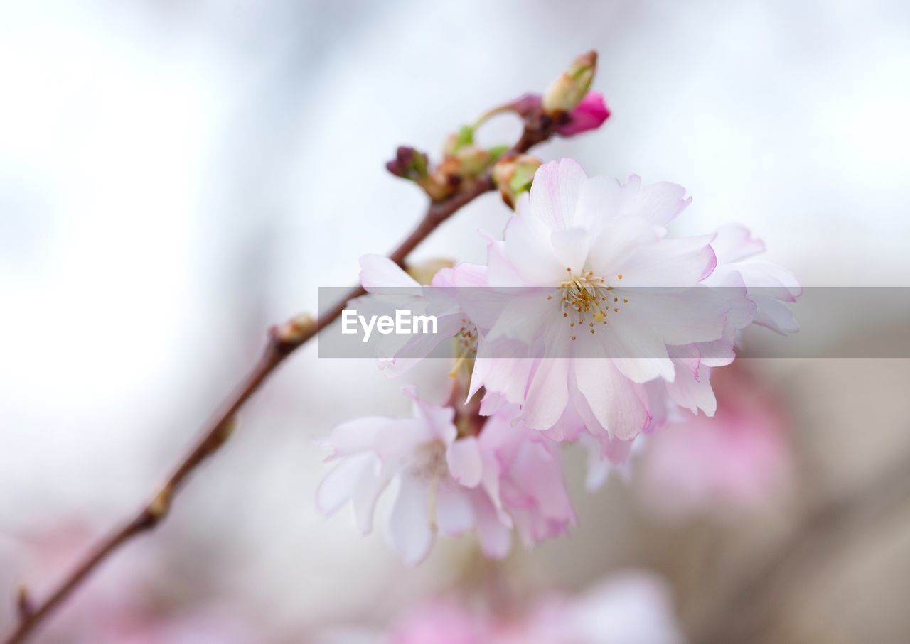 Close-up of pink flowers on branch