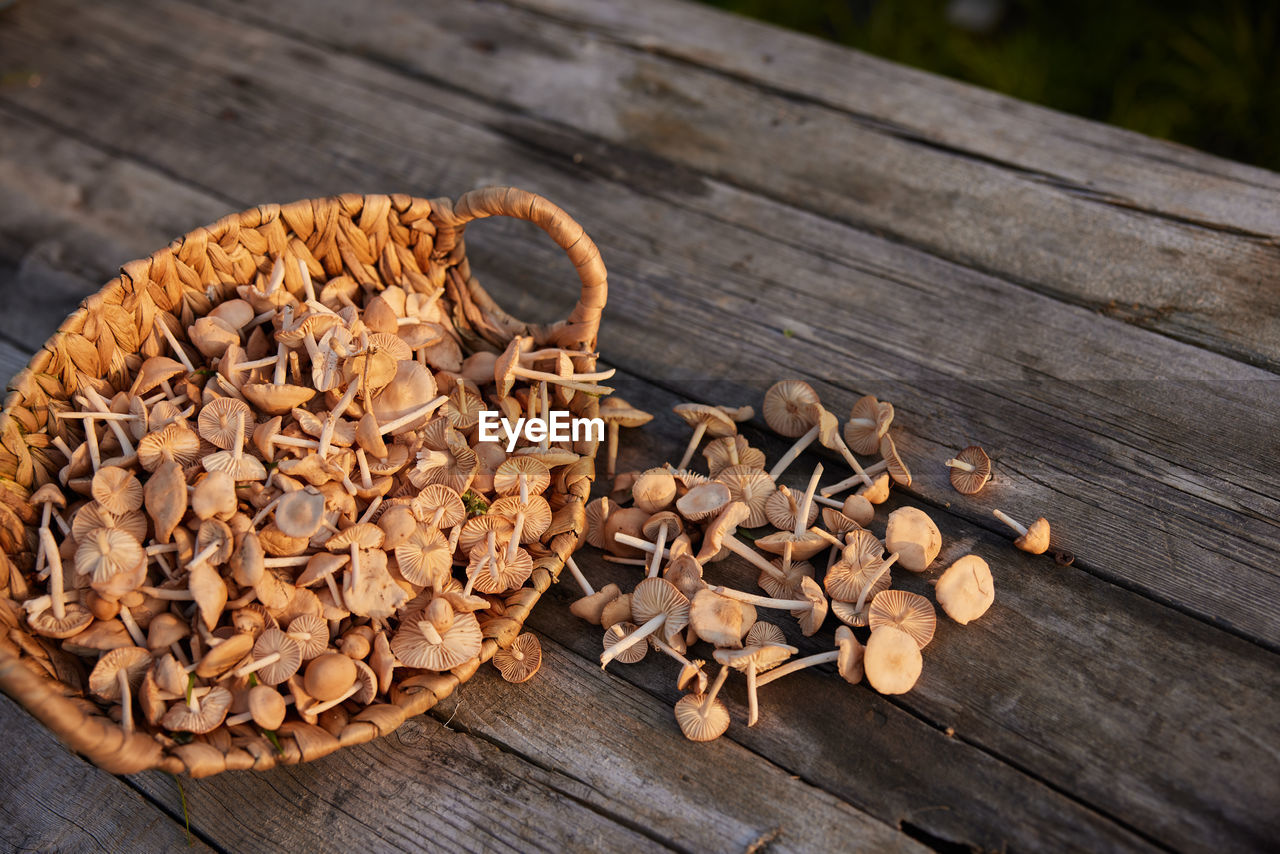 high angle view of mushrooms on wooden table