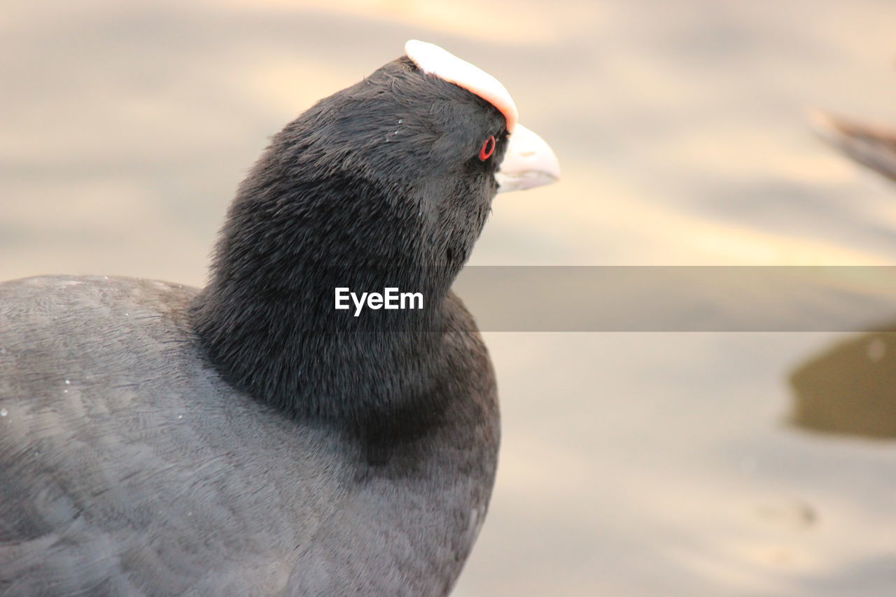 Close-up of coot by lake