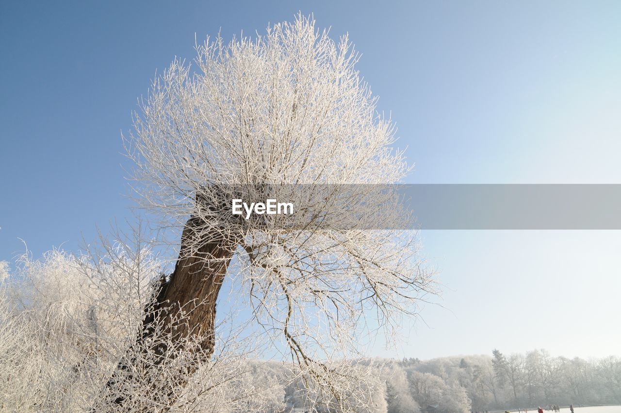 HIGH SECTION OF TREE AGAINST SKY