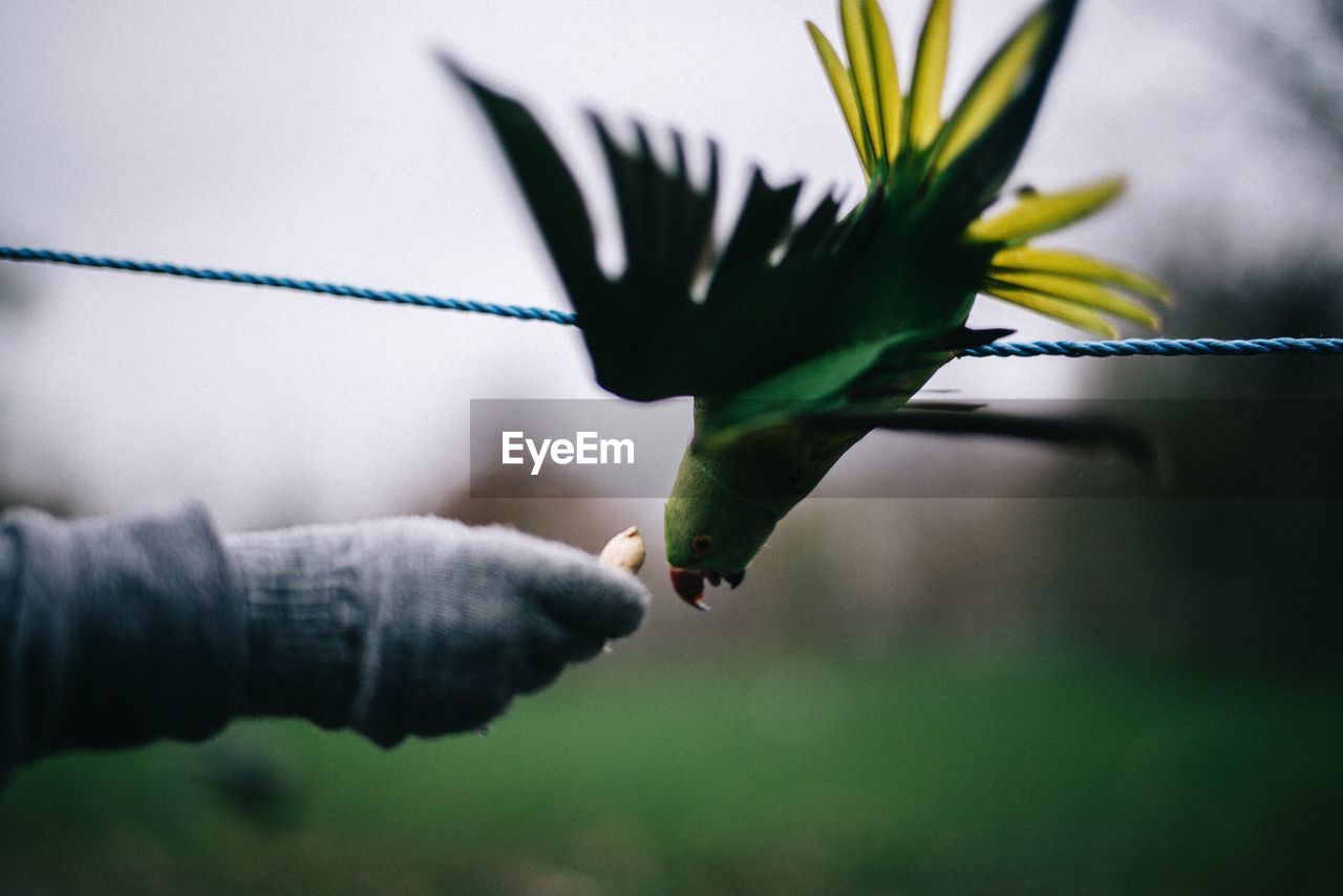 Close-up of hand feeding parrot on rope